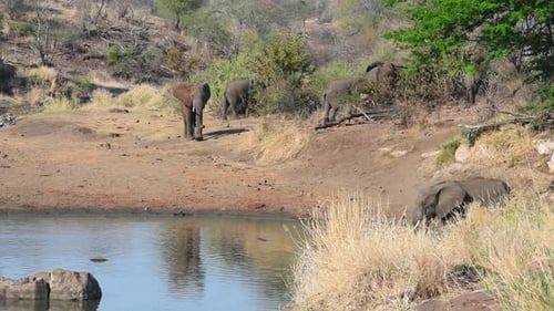 Weitwinkelaufnahme eines Elefanten, der sich dem Wasserloch nähert, während der Rest der Herde im Hintergrund frisst