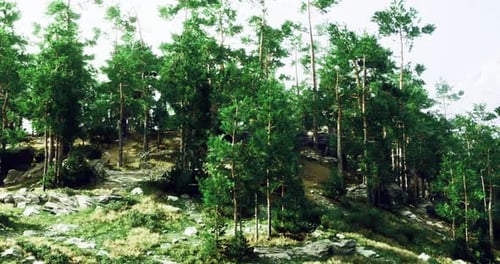 Sunlight Filtering Through Evergreen Trees in a Tranquil Forest Setting