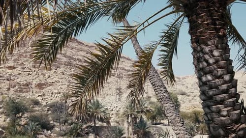 Wadi Bani Khalid, Oman: Spectacular desert oasis with emerald pools and beautiful palm trees. Natura
