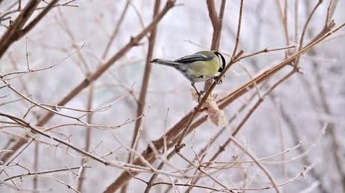 A bird is perched on a branch in the snow