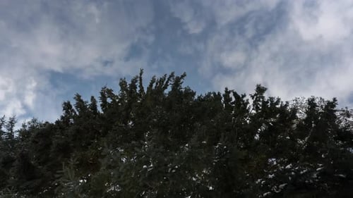 Evergreen Trees Against Cloudy Winter Sky