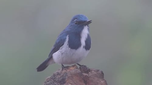 The Ultramarine Flycatcher, also known as the White-browed Blue Flycatcher, a winter migrant to Thai