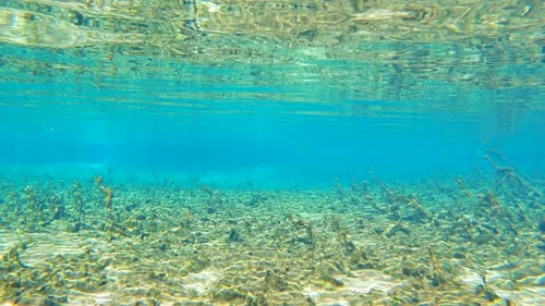 Vista submarina de Florida Springs Nature del fondo desnudo del río con hermosa vegetación de agua dulce