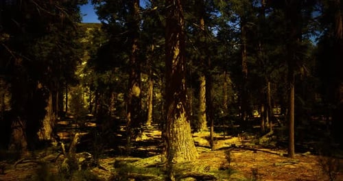 Sunlight Filtering Through Tall Trees in a Serene Forest Landscape
