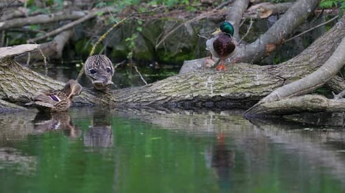 Ducks Resting on a Log by a Pond