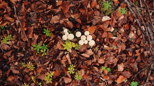 Aerial View of Mushrooms on Forest Floor
