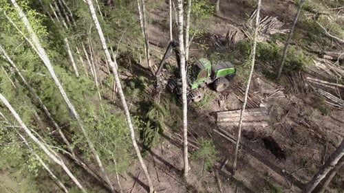 Excavator harvests pine trees in dense forest canopy logs on ground behind, aerial