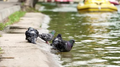 Ein Schwarm Tauben erfrischt sich in einem Teich in einem Stadtpark.