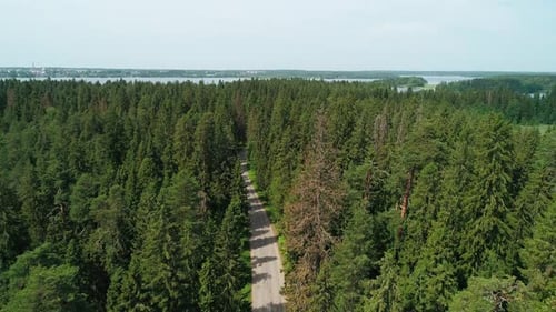 Aerial View of a Beautiful Road Through the Forest Road Between the Green Trees on a Clear Sunny Day