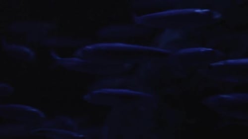 Several Fish Swimming Deep Underwater 07