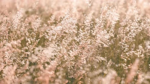 Golden meadow grass gently swaying in the breeze