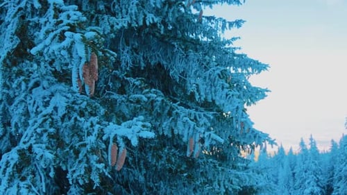 Gros plan d'un pin recouvert de neige dans les montagnes