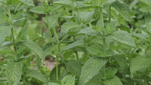 Mint leaves background. Mint leaf green plants. Medicinal herb.