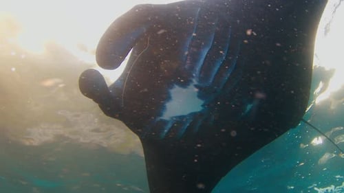 Giant Oceanic Manta Ray or Mobula Birostris Swims Underwater on the Cleaning Station Near the Island