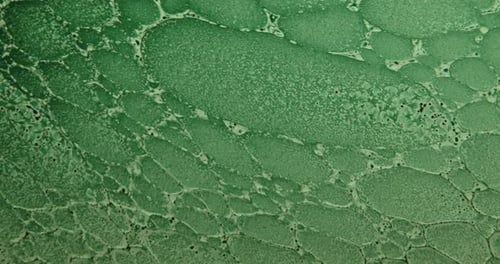 Abstract Beauty Background of Green Oil Bubbles