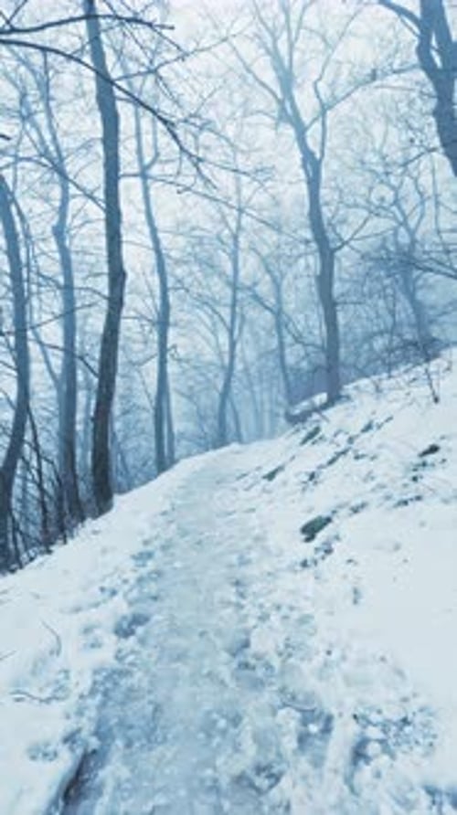 Vertical Winter Forest Walk POV