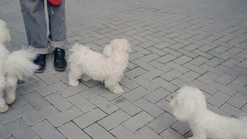 Playful Maltese Puppies Explore the City on a Leash