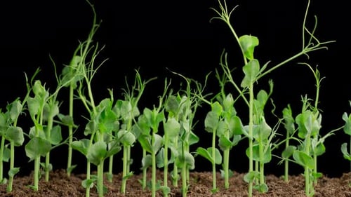 Time Lapse of Growth Green Peas Beans Plants