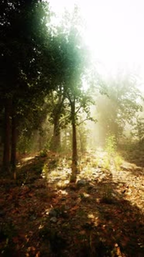 Beneath the Morning Sun Light Dances Among the Trees in a Tranquil Forest
