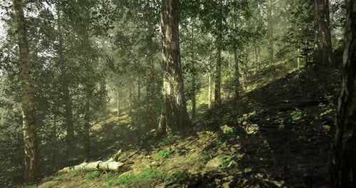 Sunlight Filters Through Dense Forest in a Serene Natural Setting