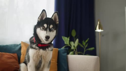 Black and White Husky Dog Sitting on Couch