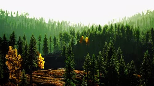 A Scenic Forest with a Dense Canopy of Trees