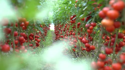 Fresh red tomatoes grown in a greenhouse, fresh branches growing on a farm