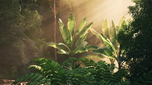 Tropical Jungle Forest with Sun Rays Filtering Through Trees