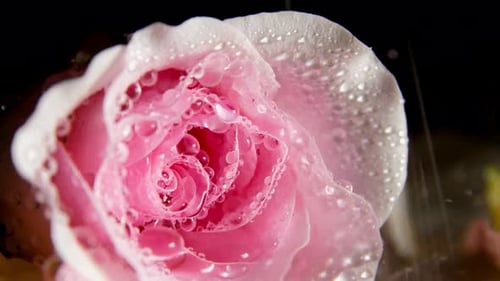 Water Drop Falling