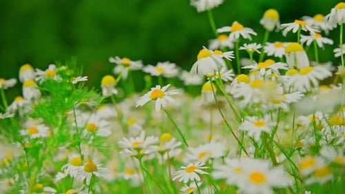 Chamomile Flowers on a Sunny Day