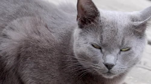 Nahaufnahme Schöne graue Katze schaut in die Kamera, Grünes Auge