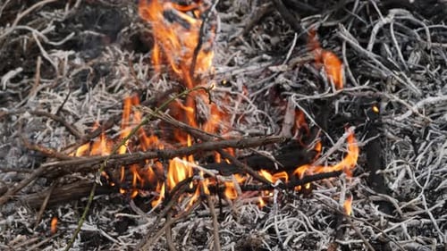 Flames Consuming Dry Twigs and Branches