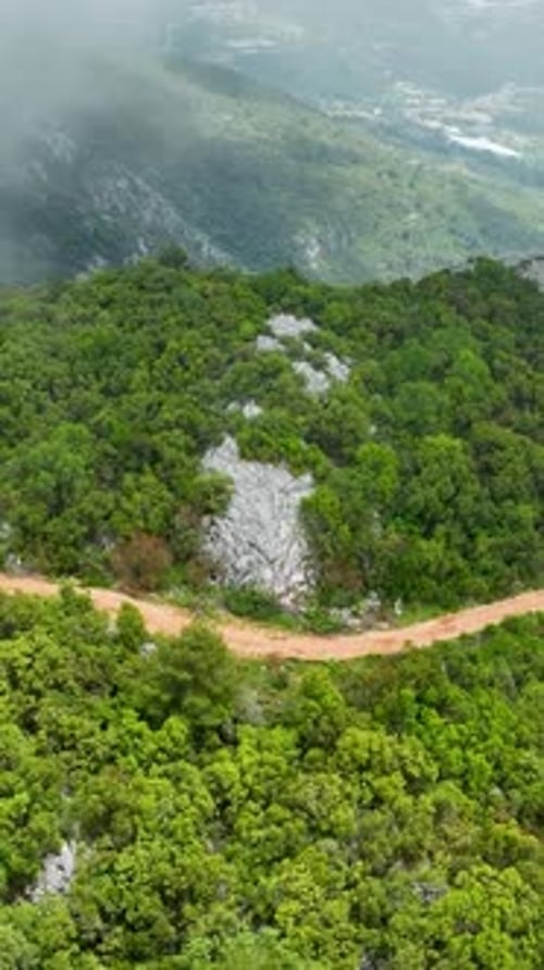 Vertical Video Aerial Exploration of RainKissed Green Forest Nature's Pristine Symphony