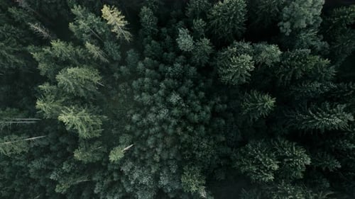 Dense green forest canopy from above, with a sense of tranquility, aerial view