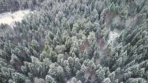 A Clean and Smooth Beautiful Snowy Winter Forest