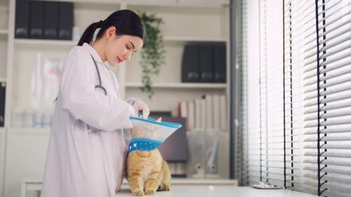 Asian veterinarian examine cat during appointment in veterinary clinic.