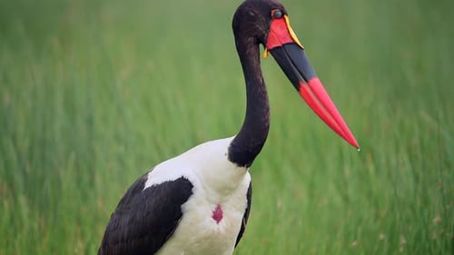 Saddle-Billed Stork in African Wetlands Colorful Wading Bird Wildlife Footage in Natural Habitat