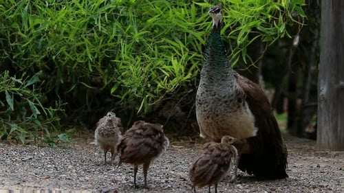 Female India blue green peafowl mommy peacock with her baby peachicks cinematic pan shot outdoor wil