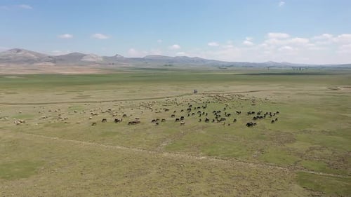 Aerial View Of Cows And Sheep Grazing On Green Plain 5