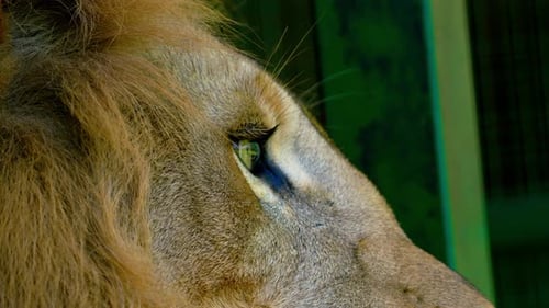 Extreme Close-up Of A Young Male Lion In Captivity Inside The Cage In Africa.