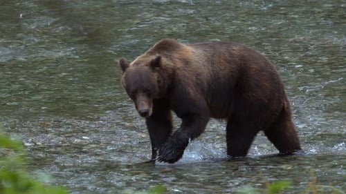 Big brown bear steps into shallow salmon river, splashes up stream