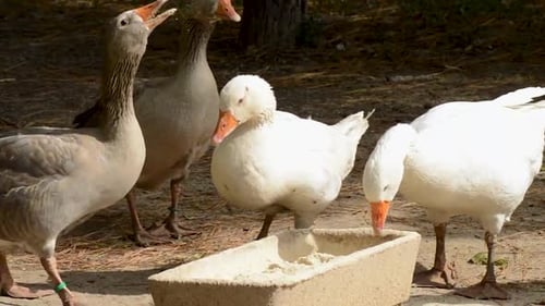 Oies grises et blanches mangeant à la main