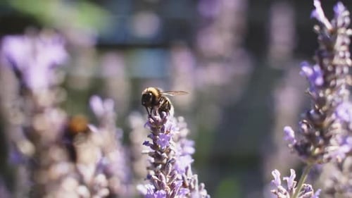 Hummel fliegt um blühende Lavendelblüten herum. Wunderschöne Sommer-Szene
