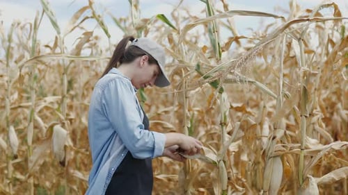 White Female Farmer in Baseball Cap Inspects Corn Crops in Agricultural Field