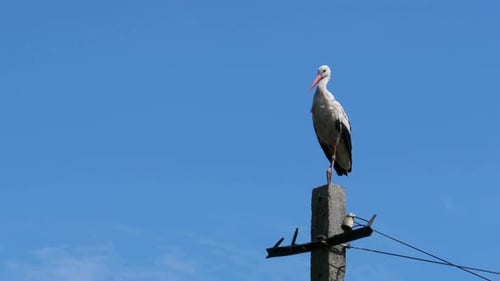 Stork Sitting on a Pillar High Voltage Power Lines on Blue Sky Background
