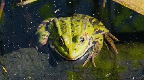 Close Up of Green Frog in Water at Forest Lake on Spring Day