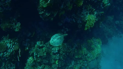 Top view of Sea Turtle swimming along coral reef in sunlight, on shady side of reef background