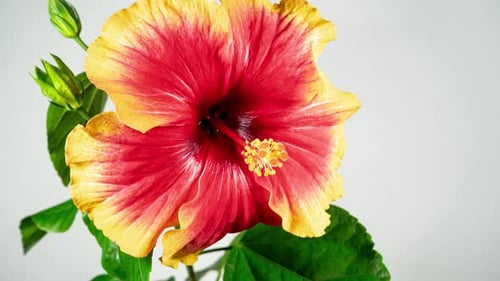 Red Hibiscus Opens Big Flower in Time Lapse. Blooming Yellow Plant on a White Background