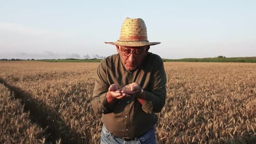 Portrait of senior farmer with hat standing in wheat field examining crop at sunset.