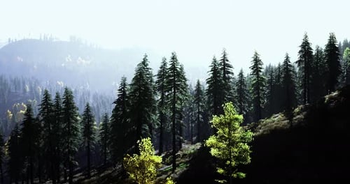 Lush Green Forest with Sunlight Filtering Through Trees at Dawn
